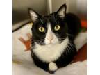 Adopt Thunderstruck a All Black Domestic Shorthair / Mixed cat in Salt Lake