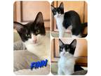Adopt Finn a Black & White or Tuxedo Domestic Shorthair (short coat) cat in