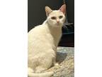 Adopt PEARL a White Domestic Shorthair / Mixed (short coat) cat in Powder