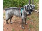 Adopt Millie a Gray/Silver/Salt & Pepper - with Black Miniature Schnauzer /