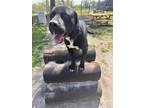 Adopt Jerry a Labrador Retriever, Great Dane