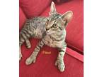 Adopt Fleur a Gray, Blue or Silver Tabby Domestic Shorthair (short coat) cat in