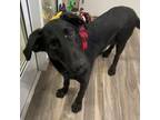 Adopt River aka Rocco a Black Labrador Retriever, Standard Poodle