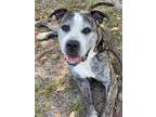Adopt BRI a Brindle Mixed Breed (Medium) / Mixed dog in Palmetto, FL (34308459)