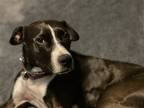 Adopt Rue a Black - with White Pit Bull Terrier / Mixed dog in Fort Collins