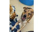 Adopt Hilton a Tan/Yellow/Fawn Australian Cattle Dog / Mixed dog in Cedar Hill