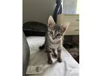 Adopt Valentina KITTEN a Gray, Blue or Silver Tabby Domestic Shorthair / Mixed