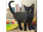 Adopt Liam a Domestic Short Hair