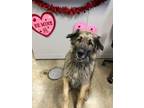 Adopt Rocky a German Shepherd Dog, Labrador Retriever