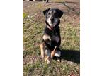 Adopt Bullet a Labrador Retriever, German Shepherd Dog