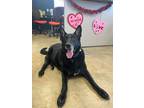 Adopt Apollo a German Shepherd Dog