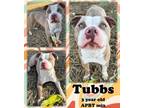 Adopt Tubbs a Pit Bull Terrier