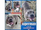 Adopt Superman a Staffordshire Bull Terrier, Mixed Breed