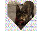 Adopt Mia a Tortoiseshell Domestic Shorthair (short coat) cat in Uvalde