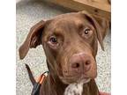 Adopt Chance a Brown/Chocolate - with White Labrador Retriever / American