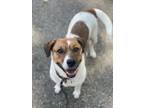 Adopt SUMMER a White - with Tan, Yellow or Fawn Mixed Breed (Medium) / Mixed dog