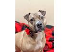 Adopt Piper a Brown/Chocolate American Pit Bull Terrier / Mixed dog in Fishers