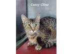 Adopt Catsy Cline a All Black Domestic Shorthair / Domestic Shorthair / Mixed