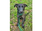 Adopt Patty a Dutch Shepherd, German Shepherd Dog