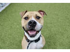 Adopt Moose Man a Tan/Yellow/Fawn American Staffordshire Terrier / Mixed dog in