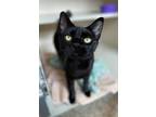 Adopt Zelda a All Black Domestic Shorthair (short coat) cat in Hackensack