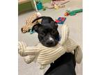 Adopt Chase a Black American Pit Bull Terrier / Mixed Breed (Medium) / Mixed