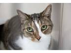 Adopt Tommy a Domestic Short Hair