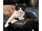 Adopt Talia a Domestic Mediumhair / Mixed (short coat) cat in Hoover