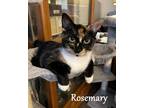 Adopt Rosemary a Domestic Shorthair / Mixed (short coat) cat in Hoover