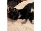Adopt Maki a Domestic Shorthair / Mixed (short coat) cat in Hoover