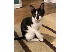 Adopt Harley a Domestic Mediumhair / Mixed (short coat) cat in Hoover