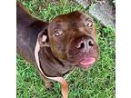 Adopt Bronx a Brown/Chocolate - with White Pit Bull Terrier / Mixed dog in