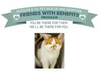 Adopt Naomi a Domestic Shorthair / Mixed (short coat) cat in Park City