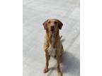 Adopt DODGER a Labrador Retriever, Mixed Breed