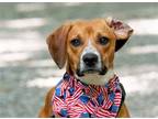 Adopt Brooks a Beagle / Terrier (Unknown Type, Medium) / Mixed dog in Ellijay