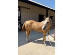 Adopt Princess a Quarterhorse / Mixed horse in Houston, TX (38174192)