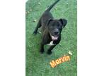 Adopt Marvin a American Staffordshire Terrier / Mixed dog in Tool, TX (38209233)