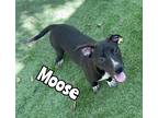 Adopt Moose a American Staffordshire Terrier / Mixed dog in Tool, TX (38209231)