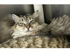 Adopt Jesse (IN TRIAL) a Domestic Long Hair