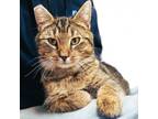 Adopt Woody a Tiger