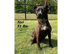 Adopt Tori (Dora) a Black - with White Mixed Breed (Medium) / Mixed dog in