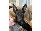 Adopt Hattie a Great Dane / German Shepherd Dog / Mixed dog in Bullard