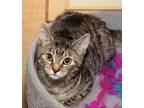 Adopt Hecate a Brown or Chocolate Domestic Shorthair / Domestic Shorthair /