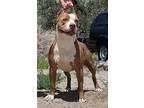 Adopt Five a Tan/Yellow/Fawn American Pit Bull Terrier / Mixed dog in Fallon