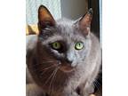 Adopt Cailyn a Gray or Blue Domestic Shorthair (short coat) cat in Grayslake