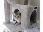 Adopt Miso a Tiger Striped Siamese / Mixed (medium coat) cat in Gaithersburg