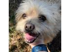 Adopt Otis Dan a Tan/Yellow/Fawn Cairn Terrier / Mixed dog in Houston