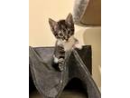 Adopt Millie a Domestic Shorthair (short coat) cat in Ronkonkoma, NY (38251715)