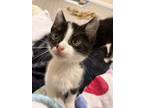 Adopt Moo a Domestic Shorthair (short coat) cat in Ronkonkoma, NY (38250144)