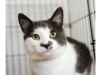 Adopt Mario a Gray or Blue Domestic Shorthair / Domestic Shorthair / Mixed cat